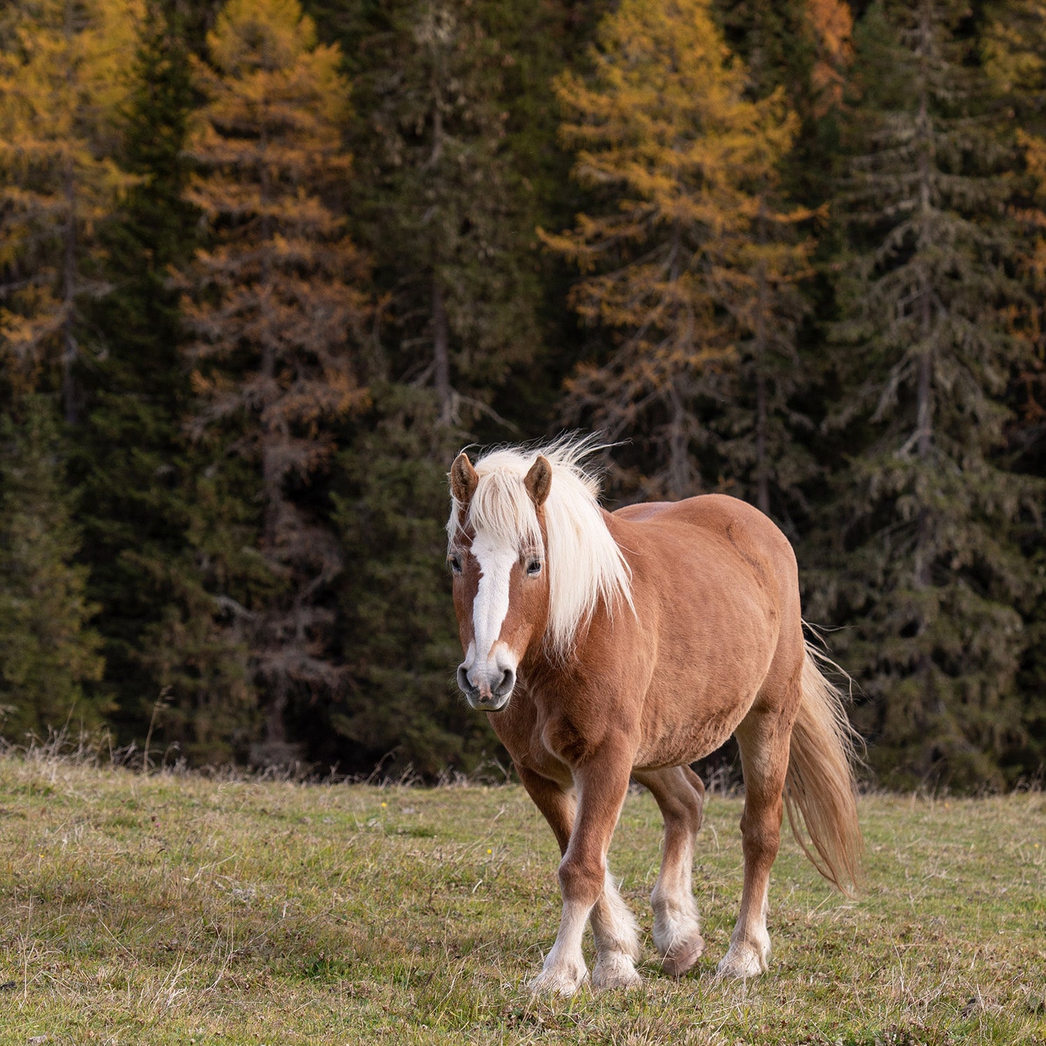 Galloping Through the Horse World