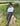 Girls Full Seat Riding Tights Breeches